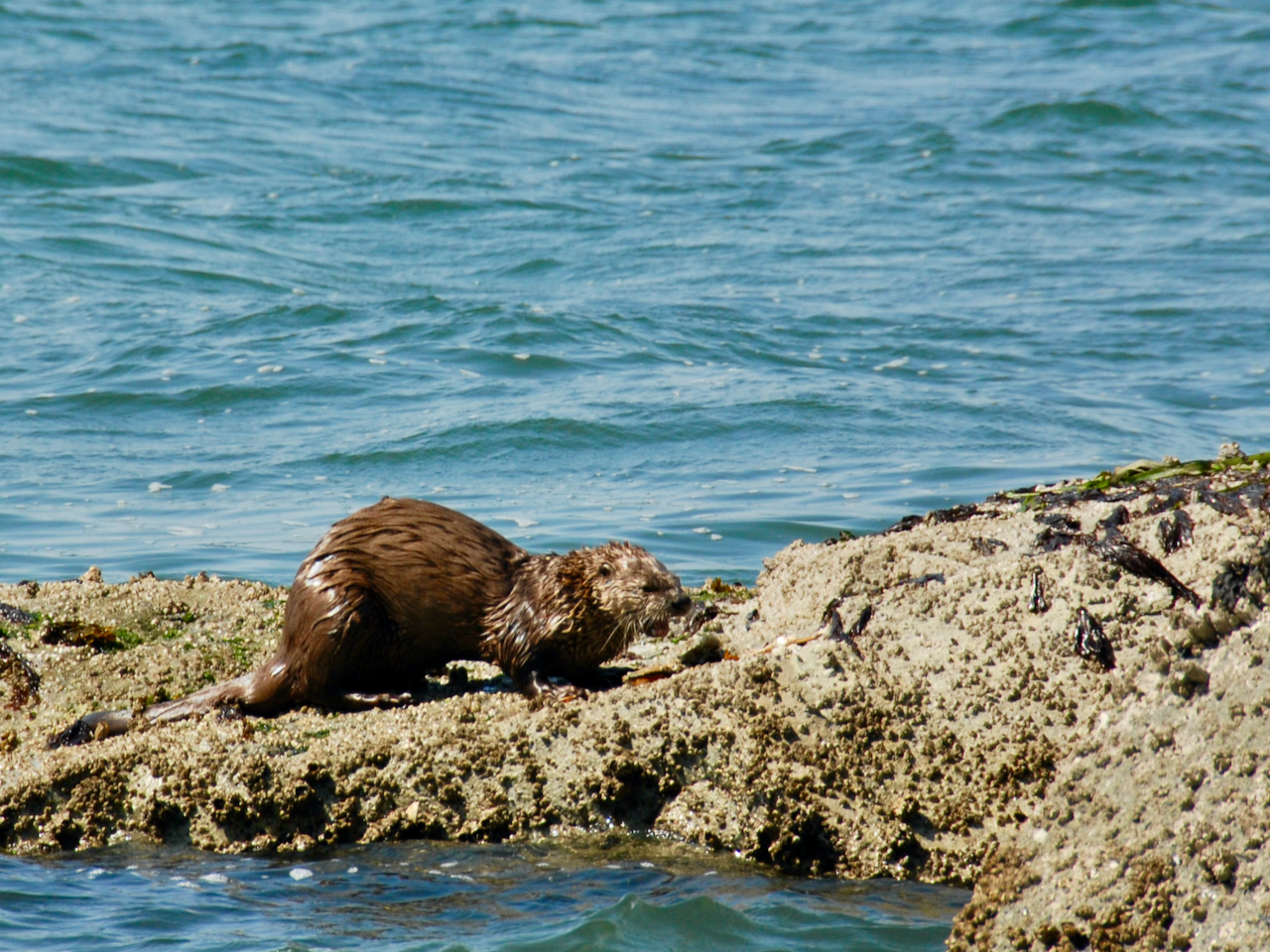 A Newcomer’s View of the Wild and the Changed in Today’s Northwest